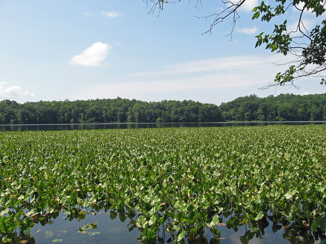 Powells Creek at Leesylvania State Park